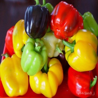 （อัตราการปลูกสูง）เมล็ดพันธุ์ พริกหวานหลากสี Colorful Sweet Mix Sweet Bell Pepper Seeds Vegetables Seeds(พันธุ์ดอกไม้ ไม้