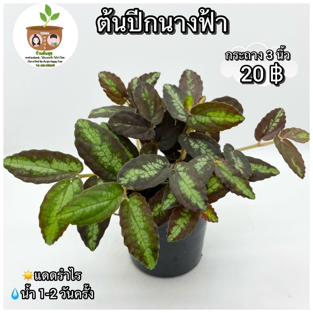 ต้นปีกนางฟ้า จัดส่ง 2 ขึ้นไป คละแบบได้ ต้นไม้มงคลจิ๋ว