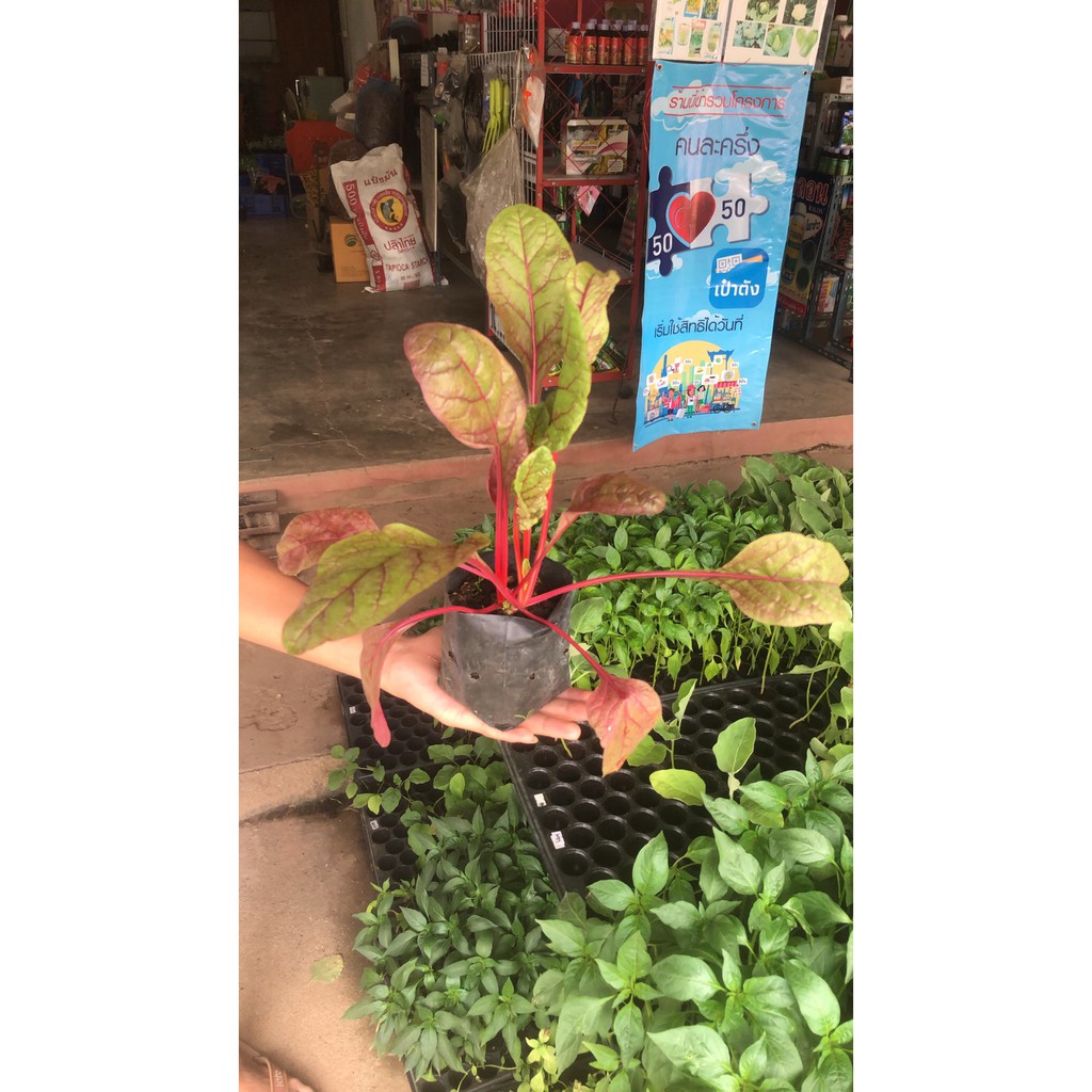 ต้นสวิสชาร์ดเรนโบว์ Swiss Chard plant พร้อมปลูก ในถุงดำ 29 บาท