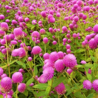 200 เมล็ด บานไม่รู้โรยสีชมพู - Pink Gomphrena