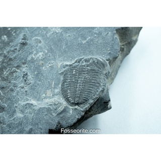 [อายุกว่า 505 ล้านปี!!!] #45 ฟอสซิล ไทรโลไบต์ Elrathia Kingi Trilobite ของแท้ ขนาดเล็ก บน Matrix จาก USA