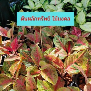 ต้นหลักทรัพย์ อโกลนีมา Aglaonema ไม้มงคล ราชาไม้ใบ ราชาแห่งไม้ประดับ ส่งพร้อมกระถาง 6 นิ้ว