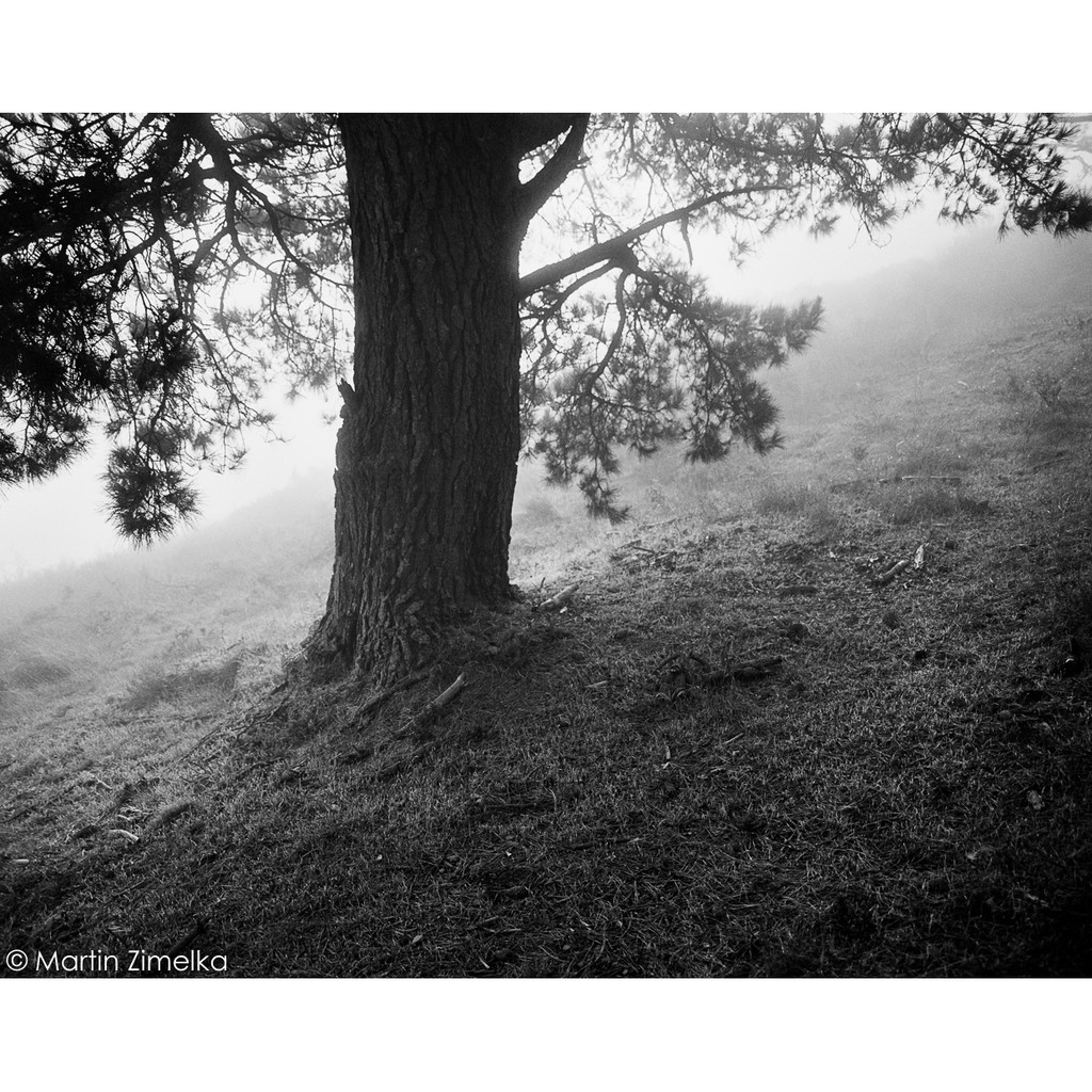 ฟิล์มขาวดำ 120 Kodak Tri-X 400 120 1ม้วน ฟิล์มถ่ายรูป 400TX Black & White Film