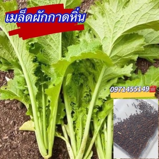 เมล็ดผักกาดหิ่น1000-2000เมล็ดพร้อมวิธีปลูกเมล็ดพันธุ์ผักกาดหิ่น ,ผักกาดวาซาบิ ผักสวนครัว ผักเครื่องเคียง