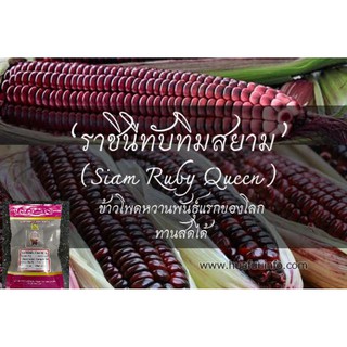 เมล็ดข้าวโพดราชินีทับทิมสยาม(siam.ruby.queen)ขนาด1ซอง500-800เมล็ดอัตรางอก80%