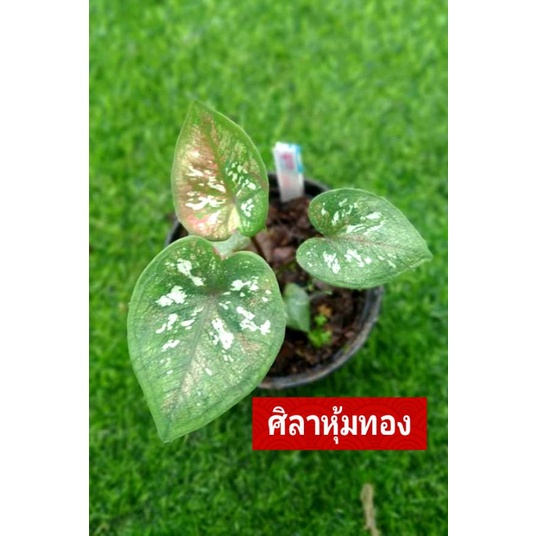 "บอนสี ศิลาหุ้มทอง ด่างจิ๋ว
