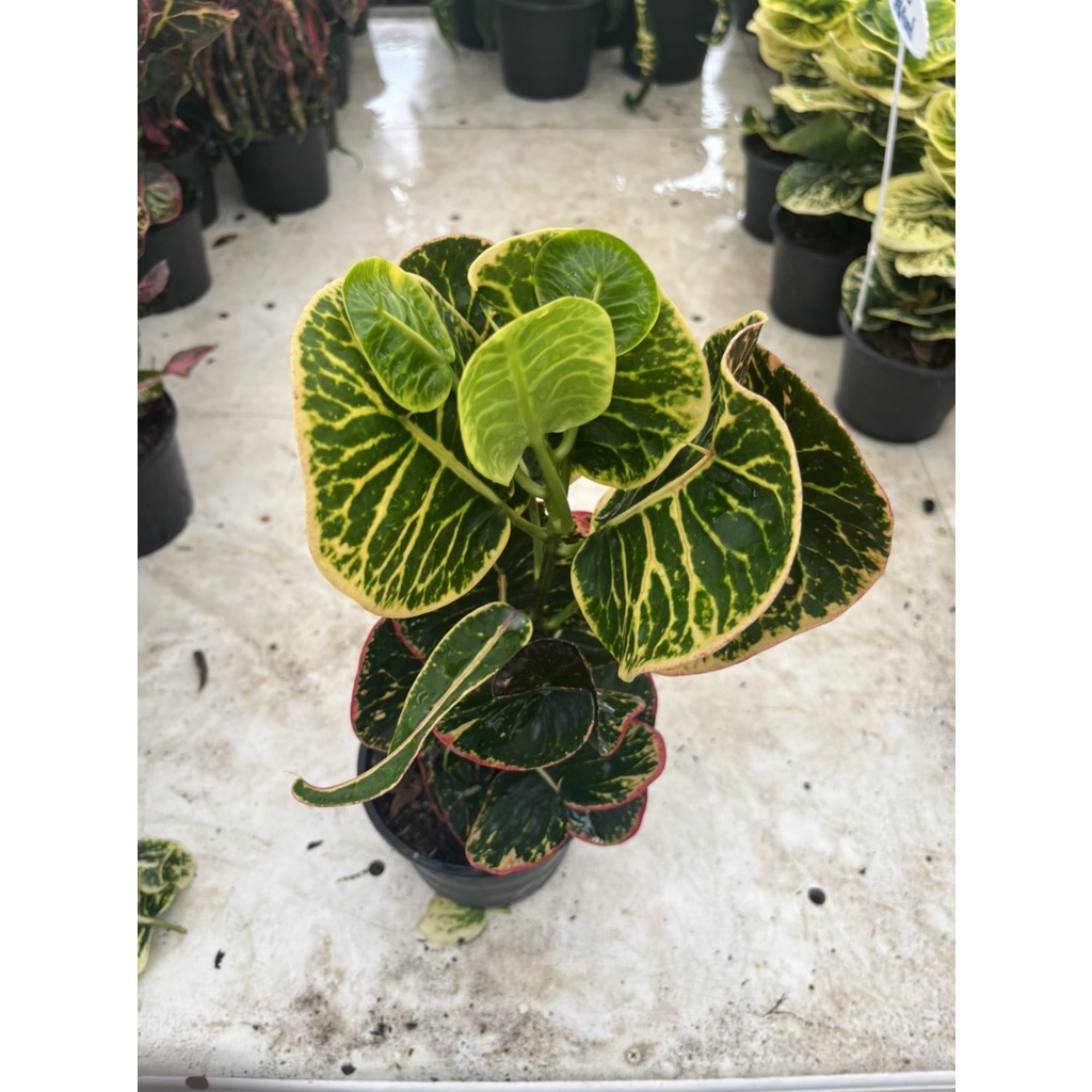 มุมมอง 3