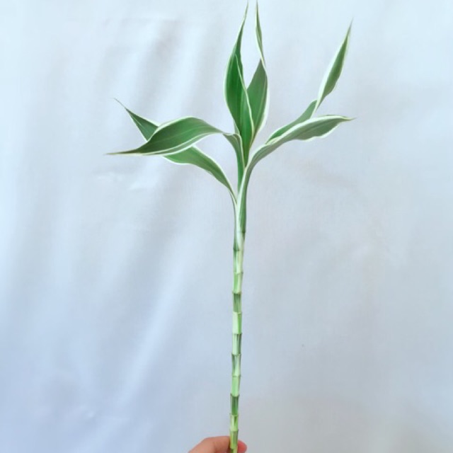 กวนอิม สูง50เซนติเมตร ไผ่กวนอิม ต้นตรง ต้นไม้ฟอกอากาศ ต้นไม้มงคลต - รูปที่ 2