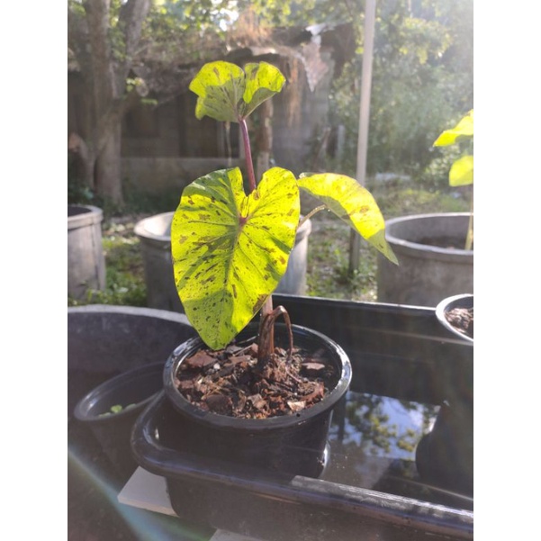 (พร้อมส่ง) colocasia esculenta mojito บอนโมจิโต้ ลำต้นใหญ่ ลูกจากแม่พันธุ์สวนบัวชากังราว