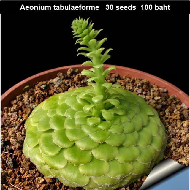 Aeonium tabulaeforme 30 seeds 100 baht
