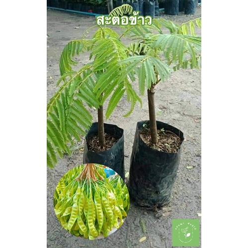 ( พร้อมส่ง ‼️ ) ต้นสะตอติดตาสะตอข้าว 🥬 สะตอข้าวจะออกรสหวานนิด กรอบกลิ่นไม่แรงและไม่ฉุนมาก 3 ปีให้ผลผลิต 🚚🌳