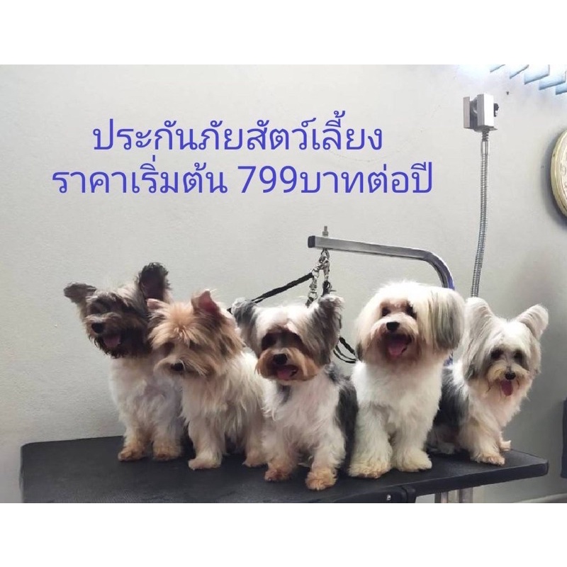 FWDประกันสัตว์เลี้ยง ราคาเริ่มต้น 799บาท/ปี/สัตว์( การเสียชีวิต ,อุบัติเหตุ,เจ็บป่วยด้วยโรค ,ค่าชดเช