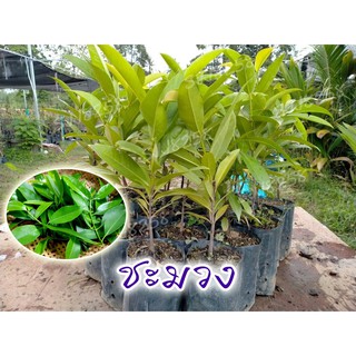 ต้นชะมวง 4 ต้น สรรพคุณหลากหลาย ต้นพันธุ์พร้อมส่ง