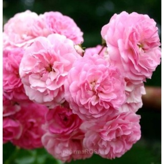 30 เมล็ด กุหลาบ กุหลาบสีชมพู พันธุ์ Heritage Rose Seeds ดอกใหญ่ นำเข้าพร้อมคู่มือ