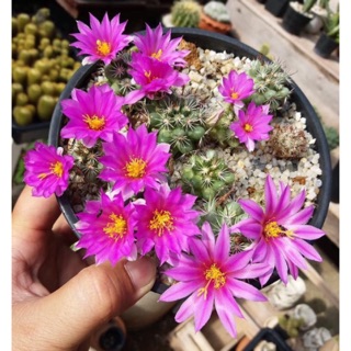 กระบองเพชร แคคตัส (Cactus) แมมชูแมน (Mammillaria Schumannii)