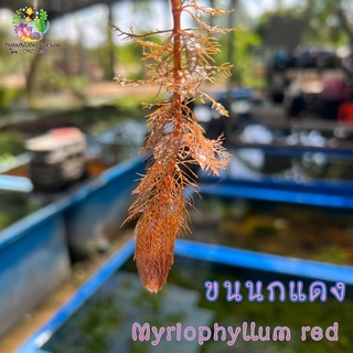 ขนนกแดง (กิ่งละ) Myriophyllum rad🌱 ต้นไม้น้ำ