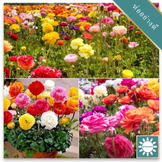 20 เมล็ด เมล็ดพันธุ์ persian buttercup ดอกบัตเตอร์คัพ (Buttercup) คละสี นำเข้าจากต่างประเทศ พร้อมคู่มือ เมล็ดสด ใหม่