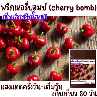 ใหม่!! 12 เมล็ด พริกเชอรี่บอมบ์ cherry bomb peppers.