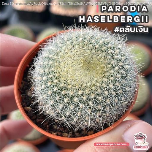 ตลับเงิน Parodia Haselbergii แคคตัส กระบองเพชร cactus&amp;succulent
