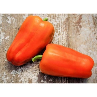 เมล็ดพันธุ์พริกหวานสีส้ม เรเวีย สวีท เปปเปอร์ Rewia Sweet Pepper Seed บรรจุ 25 เมล็ด คุณภาพดี ของแท้ ราคาถูก