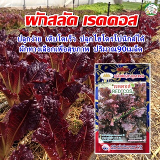 เมล็ดผักสลัด เรดคอส (Red Cos) 200 เมล็ดโดยประมาณ (เมล็ดพันธุ์ผัก ตราภูเขาทอง)