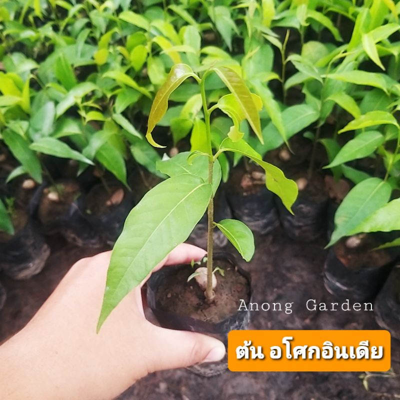 ต้น อโศกอินเดีย ปลูกเป็นแนวกันลม กันฝุ่น กันเสียงรบกวน