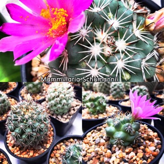 🌵เมล็ดพันธ์แคคตัส🌵ชูแมนนิไอ Mammillaria Schumannii 30 เมล็ด กระบองเพชร