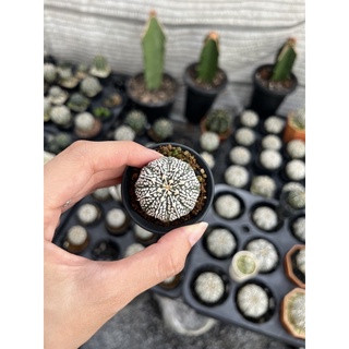 แอสโตรไฟตัม (Astrophytum super v) ไม้เมล็ด Size 3.5