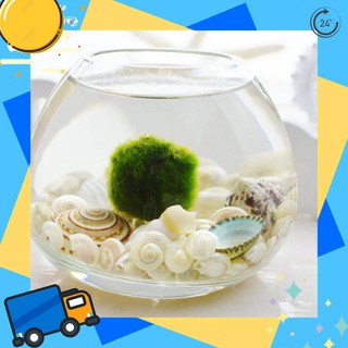 มาริโมะ 3 เซน Marimo สาหร่ายมาริโมะ ขนาด 3 cm.