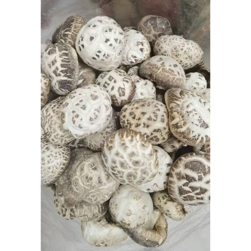 เห็ดหอม ดอกขาวญี่ปุ่นAAAAA6 （日本白花菇AAAAA6）เห็ดดอกไม้อุดมไปด้วยวิตามินดี แร่ธาตุ และกรดอะมิโนหลายชนิด - รูปที่ 2