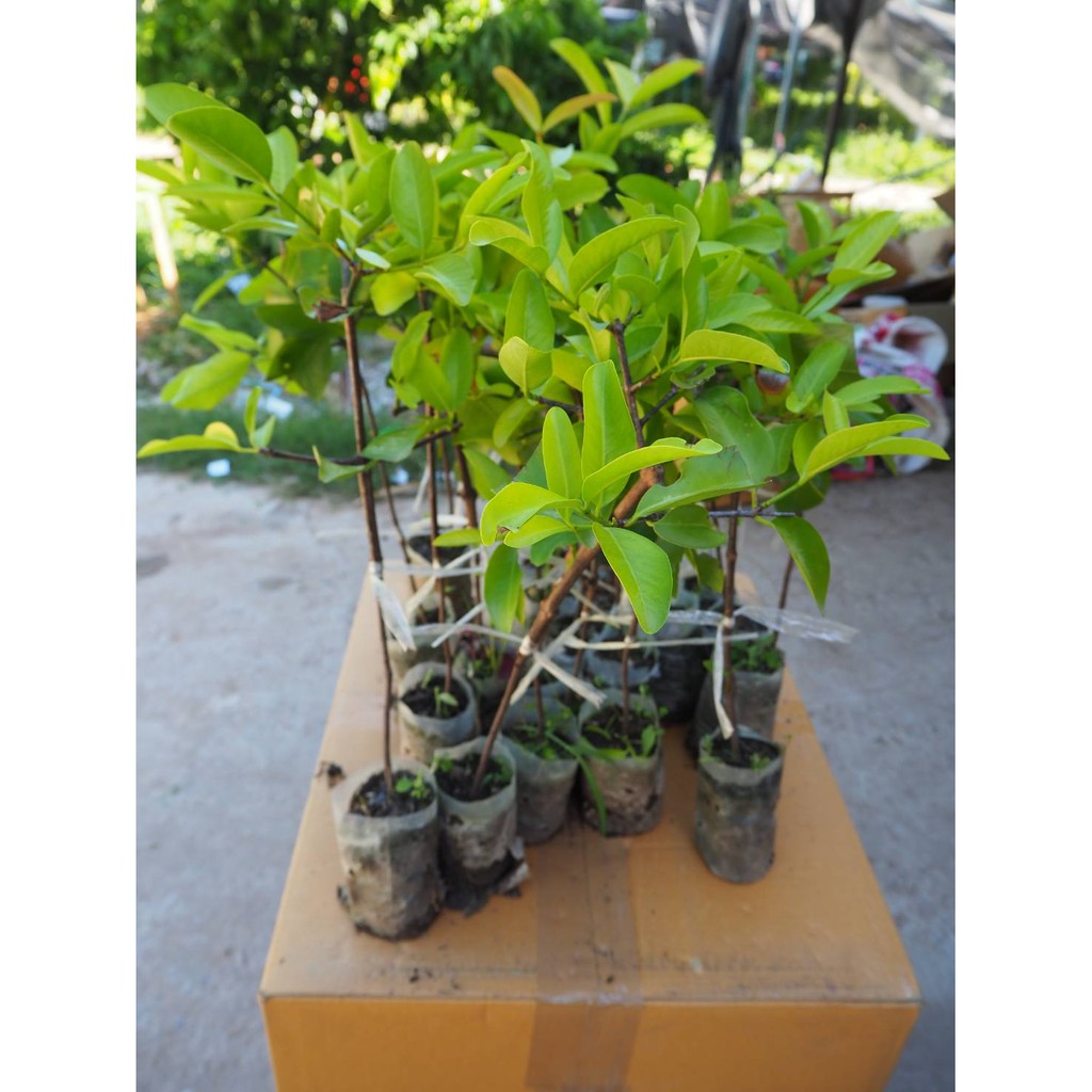 ต้นมะดันเกษตร เตี้ย ดก ผลใหญ่  รับประกันเป็นต้นเสียบยอดใช้กิ่งจากต้นแม่ที่ติดผลแล้วมาเสียบ แผลสวยปลูกได้เลยครับพันธุ์นี้ - รูปที่ 2
