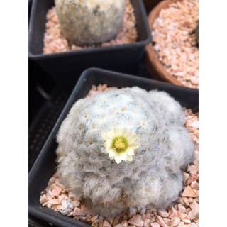 🌵Mammillaria plumosa ฟอร์มกอ ไม้เมล็ด(สีสวย)