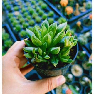 กระบองเพชร แคคตัส ฮาโวเทีย Haworthia