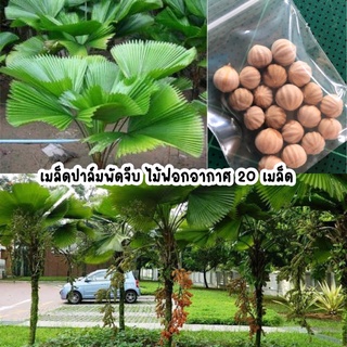 เมล็ดปาล์มพัดจีบ ไม้ฟอกอากาศ 20 เมล็ด