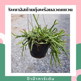 ริพซาลิส (Rhipsalis) ก้ามกุ้ง กระถาง 4 นิ้ว