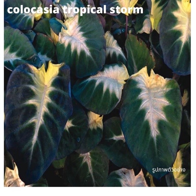Colocasia esculenta 'Tropical Storm'