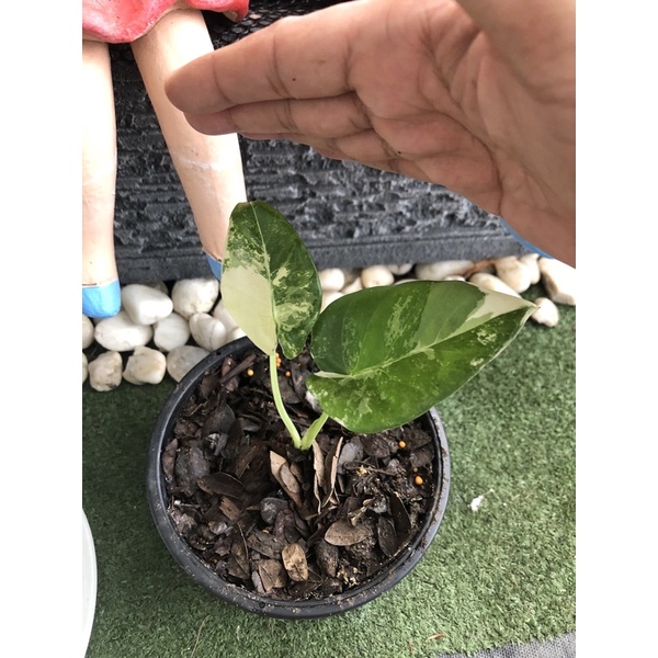 บอนกระดาษด่างขาว 3900 บาท พร้อมส่ง