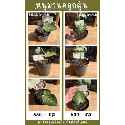 ส่งฟรี‼️ บอนสี หนุมานคลุกฝุ่น ตับรามเกียรติ์