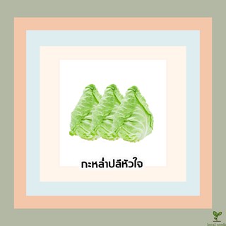 🌱เมล็ดพันธุ์ผักสวนครัว กะหล่ำปลีหัวใจ 10 บาท 📌งอกดีมีคู่มือการปลูก  / ผักสวนครัว เมล็ดพันธุ์ผัก [10 แถม 1 คละได้] ผักผล