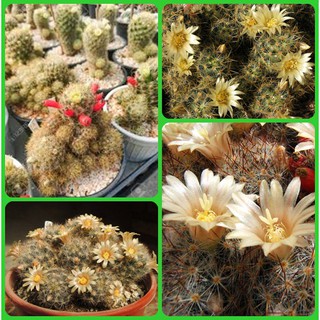 cactus Mammillaria prolifera
