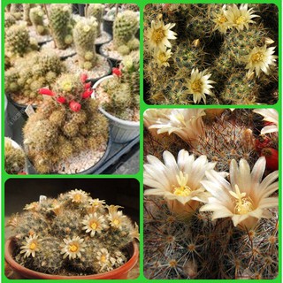 cactus Mammillaria prolifera