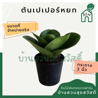 ต้นไม้มงคล 20 บาท 5 แถม 1 ต้นไม้ฟอกอากาศ ไม่มีขั้นต่ำการสั่ง อัพเดตทุกเดืแน