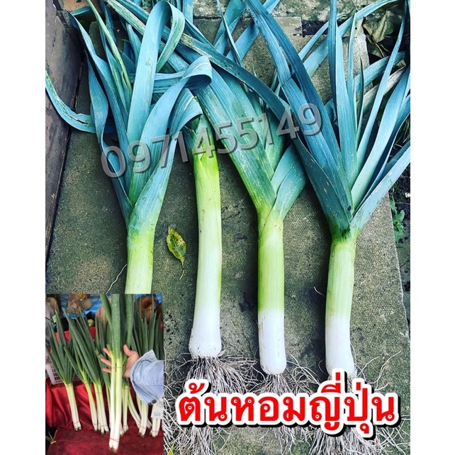 เมล็ดพันธุ์ ต้นหอมญี่ปุ่น 200 -300เมล็ด Bunching Onion ต้นหอม