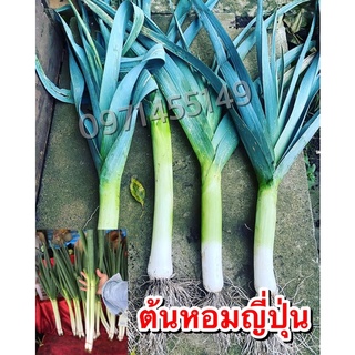 เมล็ดพันธุ์ ต้นหอมญี่ปุ่น 200 เมล็ด Bunching Onion ต้นหอม