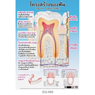 โปสเตอร์ โครงสร้างของฟัน #EQ-080 โปสเตอร์กระดาษอาร์ตมัน สื่อการเรียนการสอน สื่อการเรียนรู้