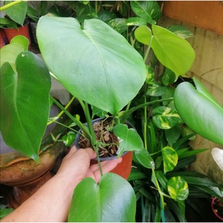 มอนสเตอร่าไจแอนด์เพาะเมล็ดใบฉีกแม่ลุ้นด่าง5 -​10 ใบ (Monstera Giant Monstera Deliciosa)​รากเดินดีทุกไซด์โต  50 - 100 ซม.