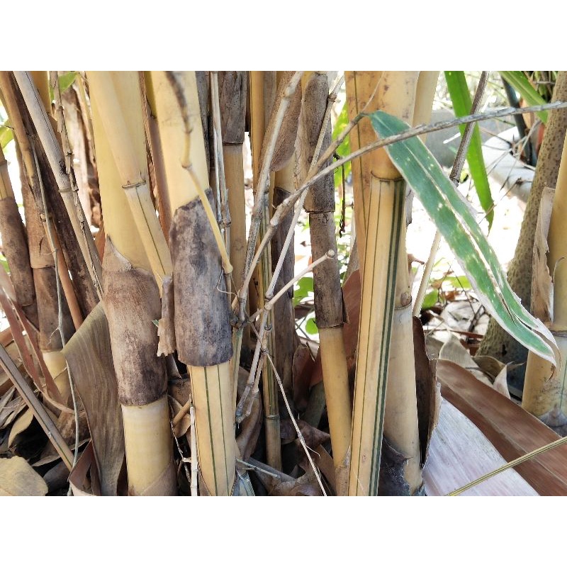 ไผ่สีสุก ไผ่มงคล ส่งเป็นหน่อติดราก 90-110cm