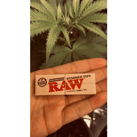 ก้นกรองRaw tips 1กล่องมี33แผ่น