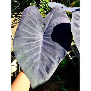 🖤 Black magic colocasia แบล็คเมจิก ส่งทั้งกระถาง 🌑