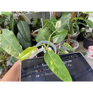 Philodendron domesticum var. โดแมสติกด่าง  ราคาถูก